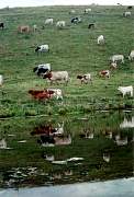 cattle_reflection.jpg