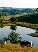 cow_in_front_of_pond.jpg